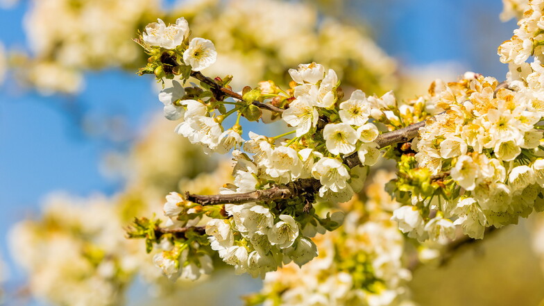 Blüten über Blüten - vor allem im Frühjahr sind Obstbäume eine Augenweide.