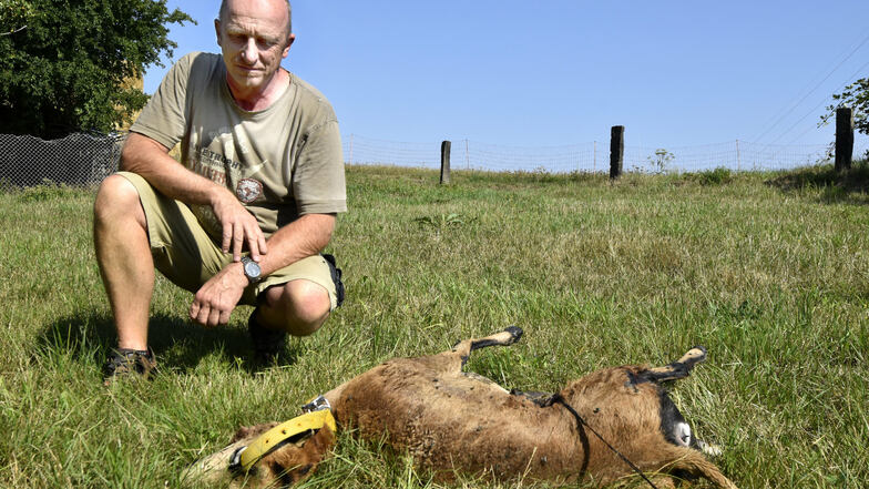 Landwirt Matthias Hennig mit einem seiner getöteten Schafe. Zum wiederholten Male wurden Tiere des 53-Jährigen von Wölfen gerissen.