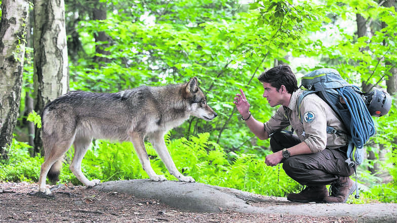 Auge um Auge mit dem Wolf: Im ersten Teil der Heimatfilmreihe „Der Ranger“ muss Jonas Waldek (Philipp Danne) für die Natur im Nationalpark kämpfen.