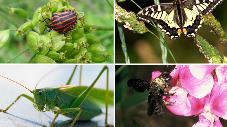 Diese Arten kommen noch recht häufig vor: Siebenpunkt-Marienkäfer, Schwalbenschwanz, Grünes Heupferd und Blaue Holzbiene (v. l. n. r.)