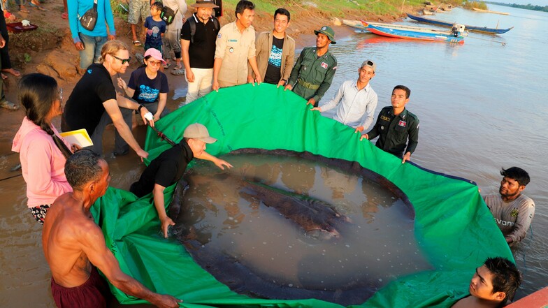 Größter Süßwasserfisch der Welt im Mekong gefangen
