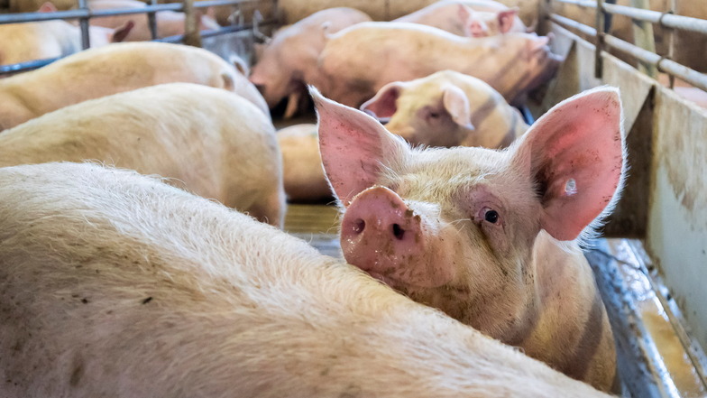 Die Agrofarm in Herwigsdorf profitiert als größter Schweinemastbetrieb im Umkreis nicht von den Schweinepest-Lockerungen.
