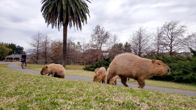 In einem exklusiven Wohnviertel nördlich der argentinischen Hauptstadt Buenos Aires sind Hunderte Wasserschweine eingefallen.