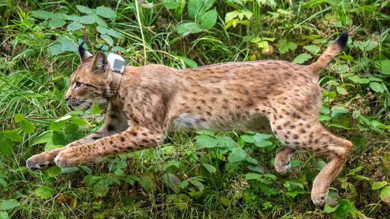 In Sachsen ausgewilderter Luchs Anton attackiert Ziegen im Westerzgebirge