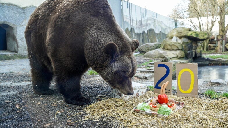 Braunbär Balu wurde am 12. Januar 2002 im Tierpark Bischofswerda geboren. Zum 20. Geburtstag gab es nun eine Geburtstagstorte mit Wiener Würstchen, Paprika, gekochten Eiern und Eisbergsalat.