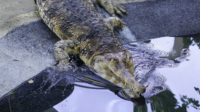 Der Sunda-Gavial: Über die Krokodilart mit der schmalen, langen Schnauze ist wenig bekannt. Noch etwa 2500 Tiere soll es in der freien Natur geben. Die „Tomistoma Task Force“ wendet viel Geld für die Erforschung der Tiere auf.