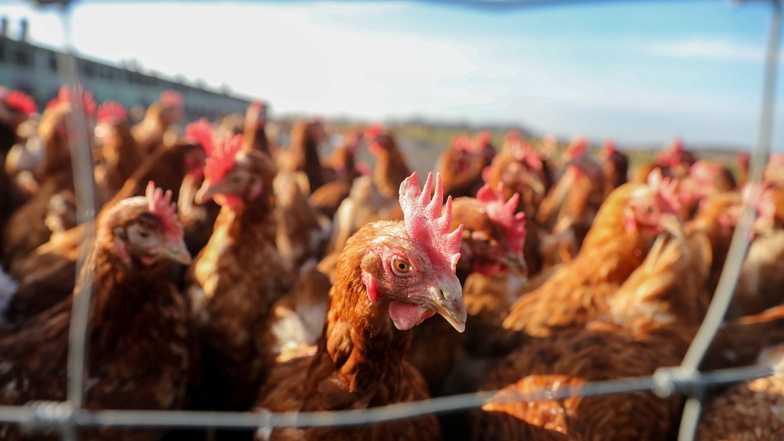 Hühner auf einem Freigelände sind derzeit selten zu sehen: Wegen der Geflügelpest dürften die Tiere in vielen Orten ihre Ställe nicht verlassen.