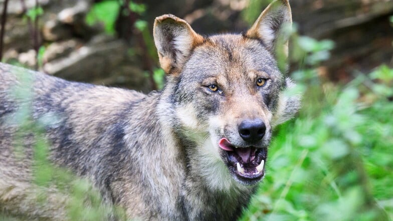 Die Wölfe sind in einem Wald bei Liebenau im Osterzgebirge heimisch geworden.