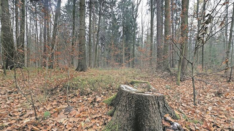 Die Recherche des Ordnungsamts hat ergeben, dass in diesem Waldstück in Neustadt-Anbau die Voraussetzungen für einen Bestattungswald gegeben wären.