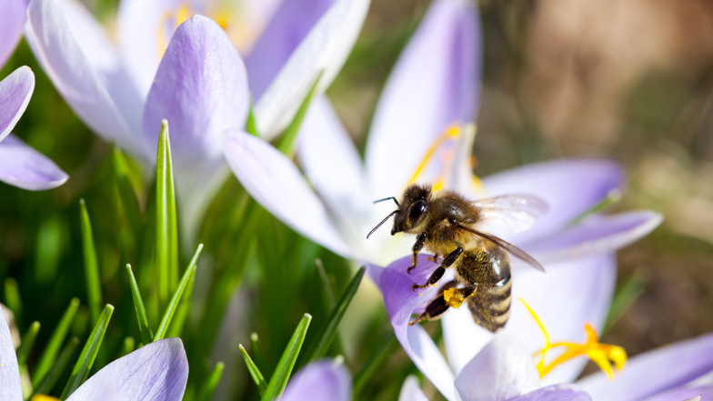 Frühblühende Krokusse bieten den ersten Nektar und Pollen des Jahres für Bienen und andere Insekten.