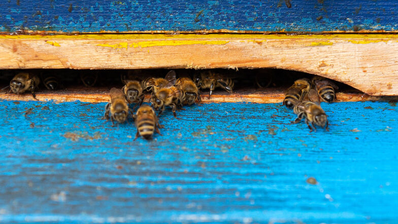 Die Bienen vom Imker Karl Ludecke sind für Mitte Oktober noch sehr agil. Anderen Insekten geht es schlechter.