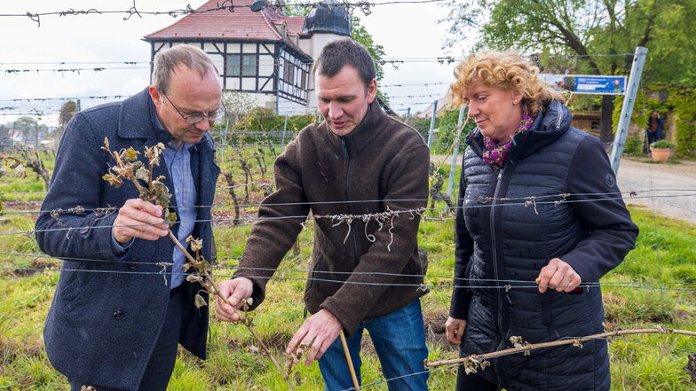 Nach dem Frosteinbruch: Meißner Winzer wollen Wein aus westdeutschen Gebieten zukaufen