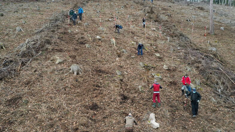 Was in Gottleuba schon gemacht wird, machen die Grünen jetzt in einer Aktion auch im Hellendorfer Wald: Bäume pflanzen.