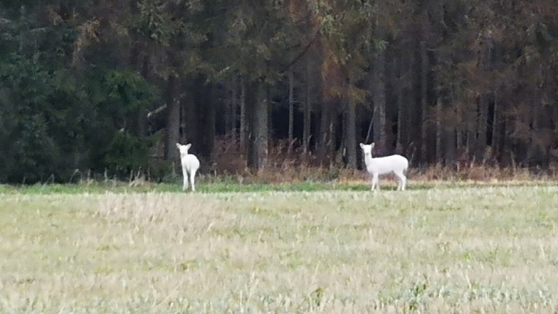 Diese weißen Tiere hat der Oppacher Mario Petzold zwischen Oppach und Sohland gesehen und im Foto festgehalten.