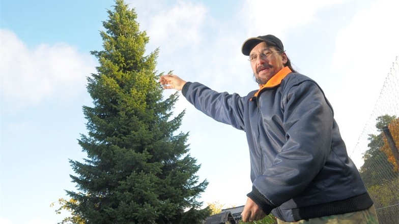 Der Schöne: Eine Küstentanne aus einem Kleingarten in Glaubitz war vor zwei Jahren der Stolz des Großenhainer Weihnachtsmarktes. Die SZ-Leser wählten sie zum schönsten Weihnachtsbaum des Landkreises Meißen.