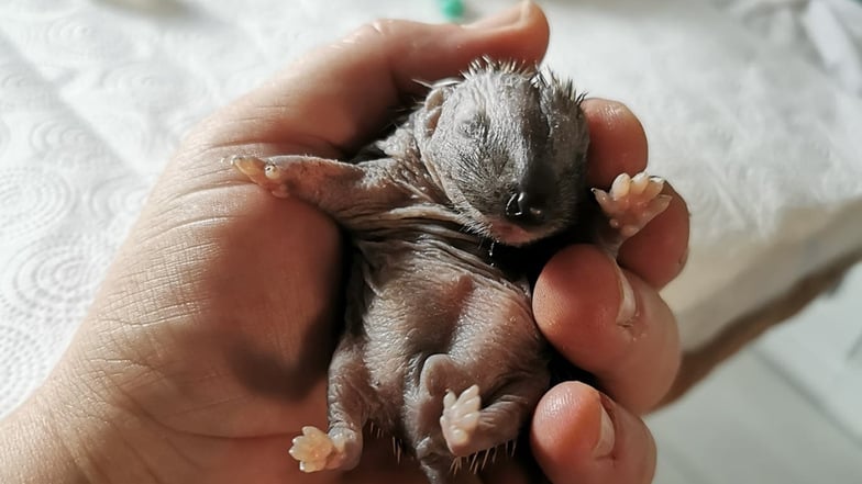 Erbsi kam über das Tierheim Freital im Alter von einer Woche – noch mit geschlossenen Augen – in die Pflegschaft zu Nicole Walde. Das Igel-Kind ist mittlerweile gut 14 Tage alt und wiegt 112 Gramm.