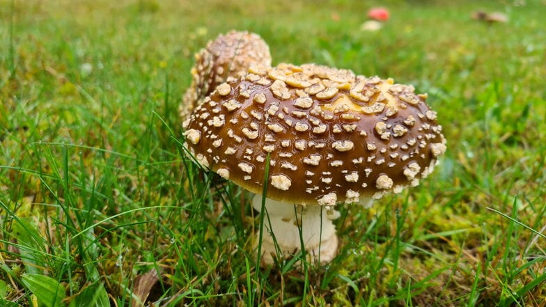 Der Braune Fliegenpilz breitet sich in Sachsen aus. Er ist wenig bekannt, weil er bislang selten war.