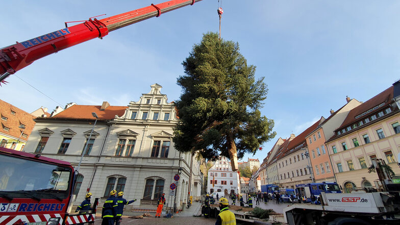Eingeschwebt: Mit dem Kran wird der Weihnachtsbaum am Pirnaer Rathaus aufgestellt.