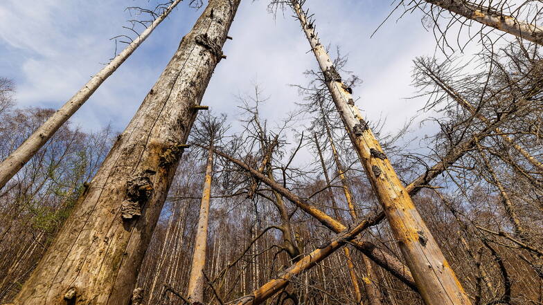 Wo der Wald in Sachsen stirbt