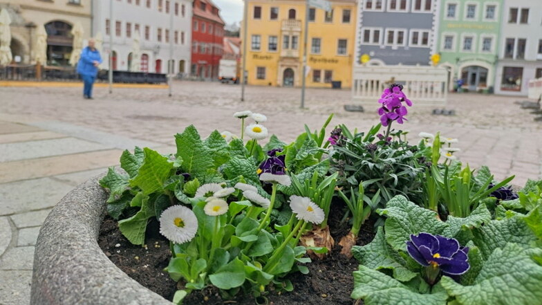 Frisch bepflanzter Blumenkübel am Markt in Meißen.
