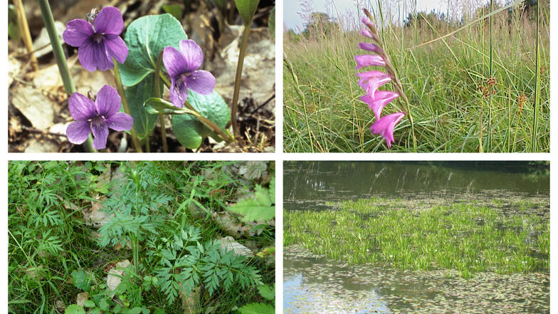 Nur vier von vielen heimischen Pflanzen, die vom Aussterben bedroht sind (von links oben nach rechts unten): Moor-Veilchen, Dachziegelige Siegwurz, Preußisches Laserkraut und Krebschere.