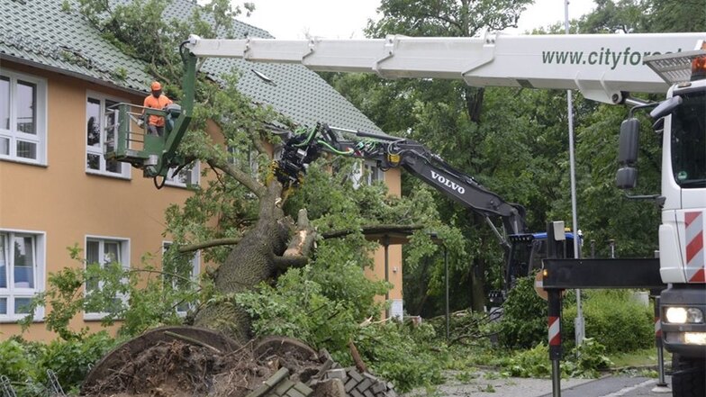 Der auf das Schönfelder Ärztehaus gestürzte Baum wurde von der Firma cityforest aus Radeburg fachgerecht zerlegt.