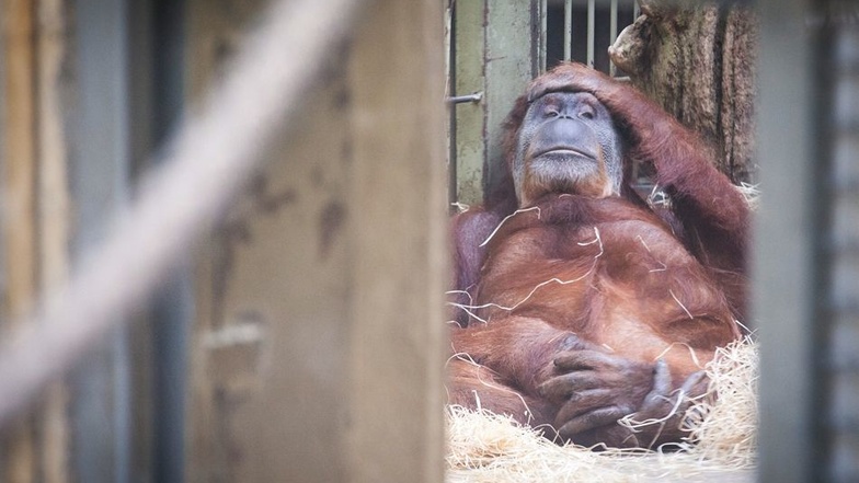 Sieben Orang-Utans leben derzeit im Dresdner Zoo. Erst ab 2019 kann ihnen voraussichtlich ein neues Haus gebaut werden.