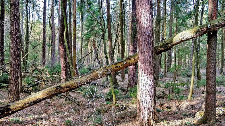 Herwart und Friederike hinterließen deutlich größere Schäden. Aber noch immer gibt es weitere Windböen. Darum meiden derzeit selbst die Forstleute den Wald.