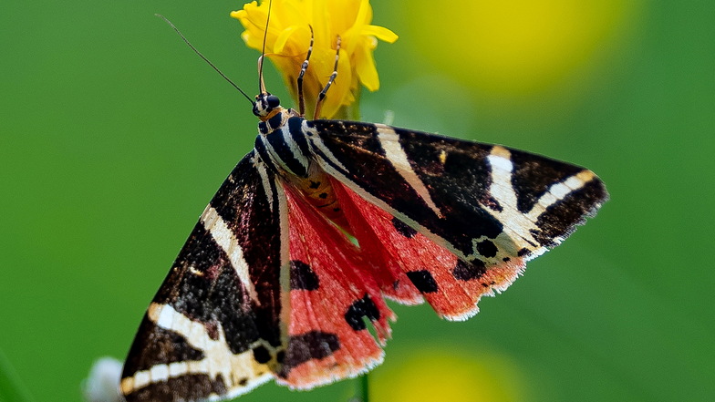 Die Spanische Flagge hat ihr bevorzugtes Revier in den linkselbischen Tälern: ein auffallend schöner Schmetterling.