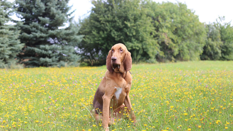 Bloodhound-Hündin Hermine kann die Witterung von einem Menschen auch noch Monate später aufnehmen.