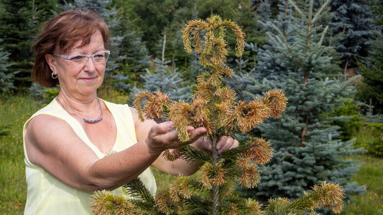 Die Weihnachtsbaumplantage in Erlau hat große Lücken. Die heißen Sommer, aber auch Wildverbiss, dessen Folgen Rea Winkler zeigt, machen den Bäumen zu schaffen.