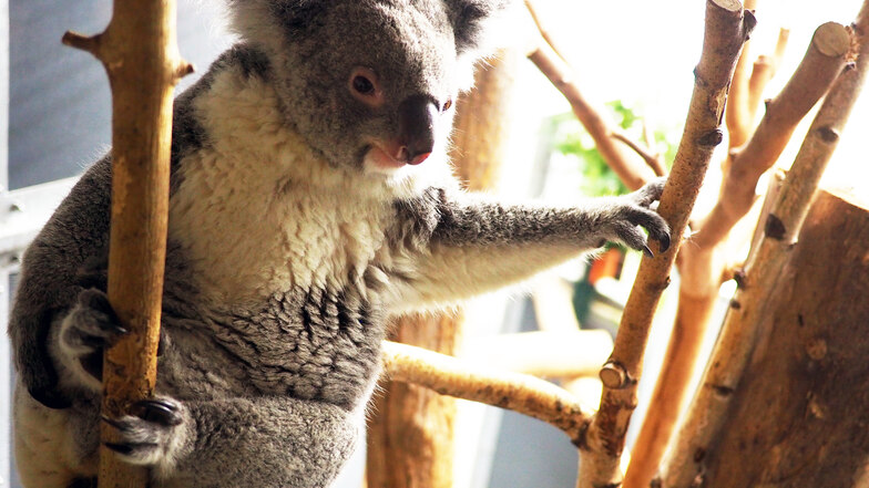 Koala-Weibchen Mandie erhält seit Anfang der Geschichte des Zoo Leipzigs den ersten Koala-Nachwuchs.