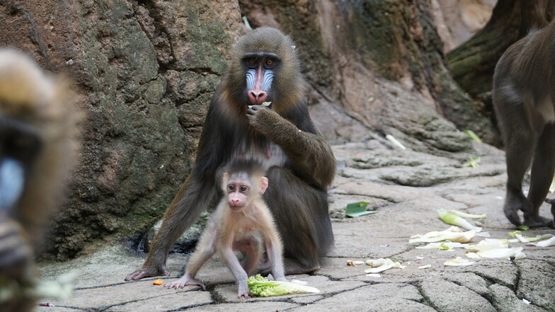 Mutter Uzuri umsorgt im Dresdner Zoo ihren jüngsten Nachwuchs Dajan.