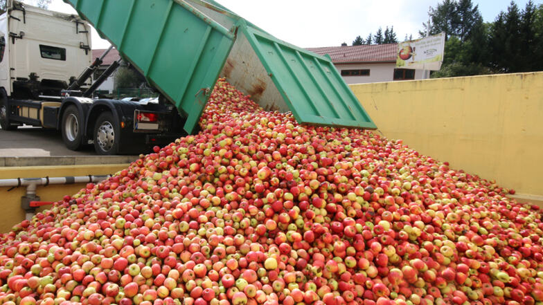 Aus 100 Kilogramm Äpfeln können etwa 60 Liter Apfelsaft gepresst werden.