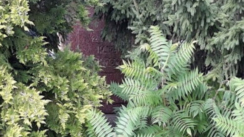 Hinter diesem Gebüsch verbirgt sich das Denkmal für Karl Liebknecht.