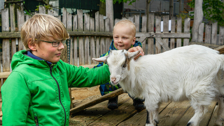 Bevor für den Viertklässler Ragnar am vergangenen Mittwoch wieder der Unterricht in der Schule startete, konnte er mit seinem Bruder Magnus Sachkunde hautnah im Tierpark erleben, zum Beispiel mit Ziegen.