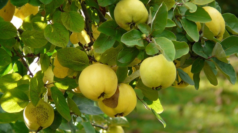 Die Quitte gilt seit Jahrhunderten als Heilfrucht und kann Halsentzündungen, Darmstörungen oder Hautverletzungen entgegen wirken. Außerdem hat sie mehr Vitamin C als ein Apfel.