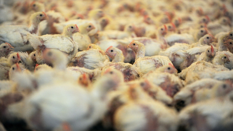 Ursache Massentierhaltung: Tausende Jungtiere in einem Hähnchenstall.