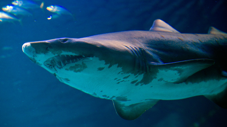 Touristin stirbt nach Hai-Attacke in der Karibik