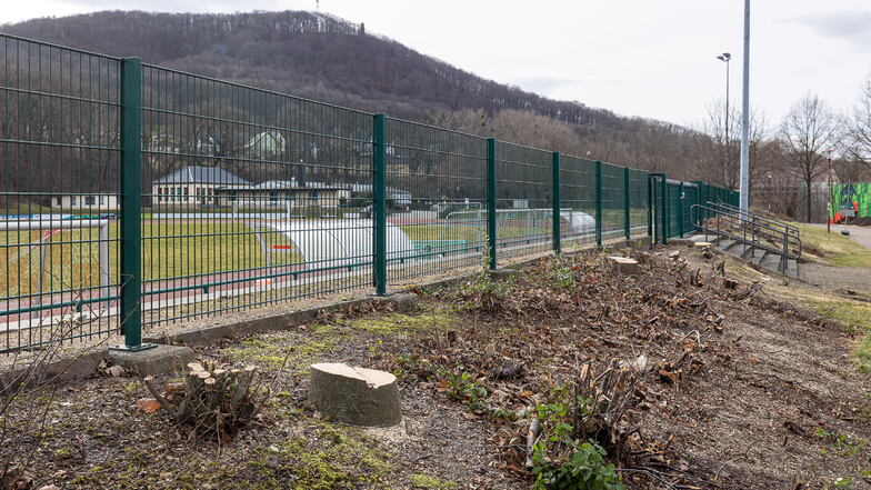Am Stadion des Friedens in Freital mussten mehrere Bäume gefällt werden.