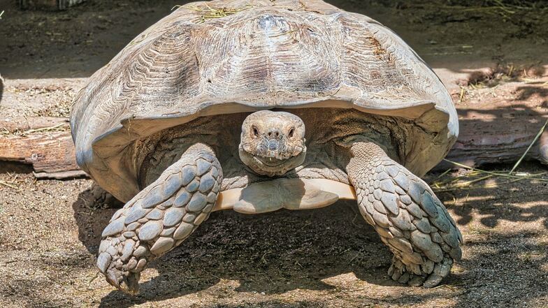 Unbekannte setzen Riesenschildkröte aus - Tier erfriert