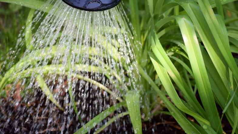 Große Trockenheit: Garten braucht Wasser