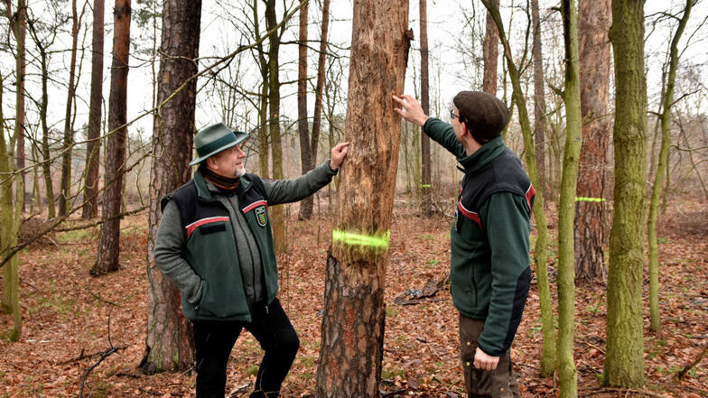 Forstbezirksleiter Holm Karraß und Michael Sachon, Leiter des Forstrevieres Räckelwitz, in einem Privatwald bei Königswartha. Mit dieser gut 100-jährigen Kiefer ist der Borkenkäfer fertig. Sie wird jetzt gefällt.