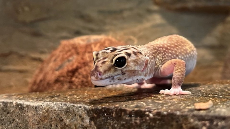 Leopardgeckos lassen sich an ihrer spezifischen Zeichnung erkennen.