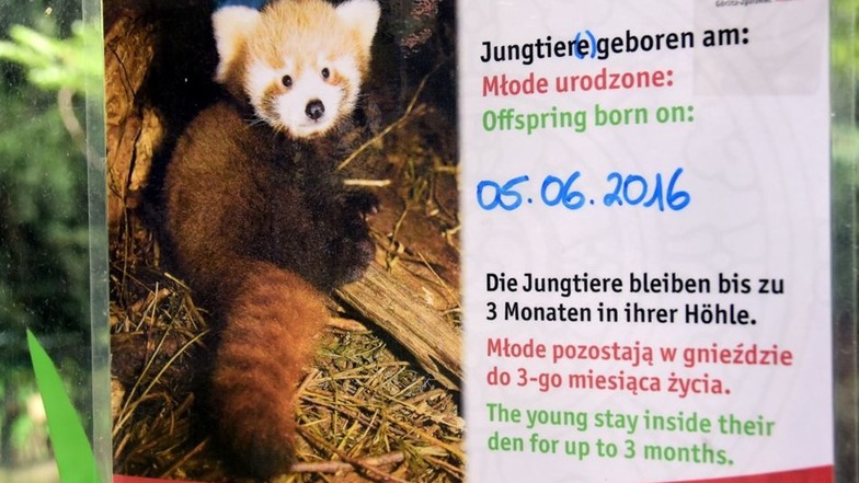 Der Rote Panda kam im Juni zur Welt.