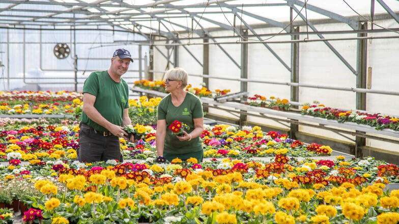 Es ist Frühling in der Gärtnerei von Toralf Friedrich in Trebus. Darüber freut sich auch Mitarbeiterin Adelheid Thiel.