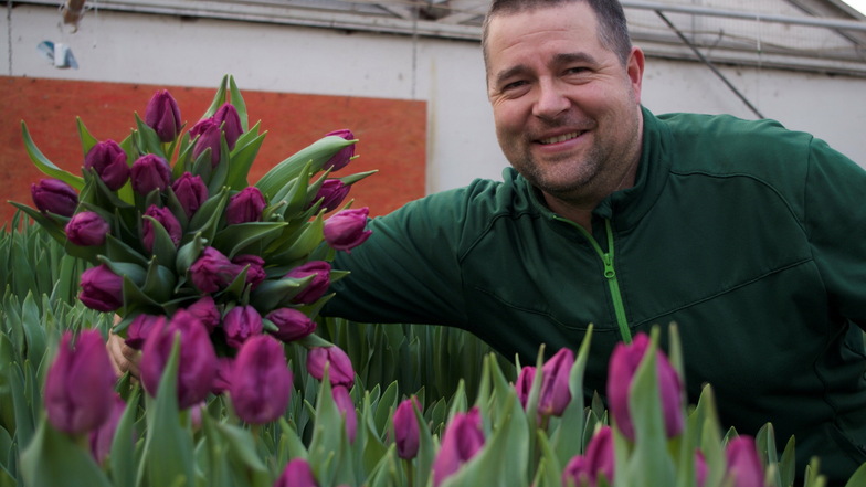 Gärtnermeister Alexander Bernhardt freut sich über die Tulpenpracht in seinen Gewächshäusern.