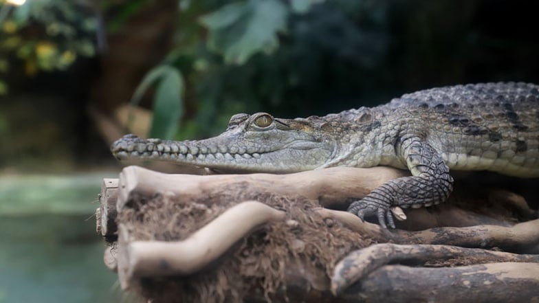 Weißt Du alles über Krokodile?