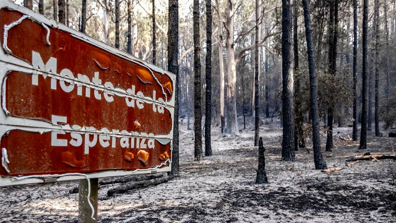 "Monte de la Esperanza" (Berg der Hoffnung) steht auf einem Schild neben dem verbrannten Wald nahe La Esperanza auf Teneriffa.