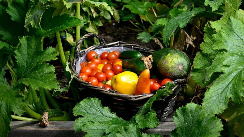 Paprika, Zucchini, Minigurken, Tomaten sind in den Versuchshochbeeten in Pillnitz gewachsen, aber ihre Vegetationsperiode nähert sich dem Ende. Sie machen Platz für Neues.